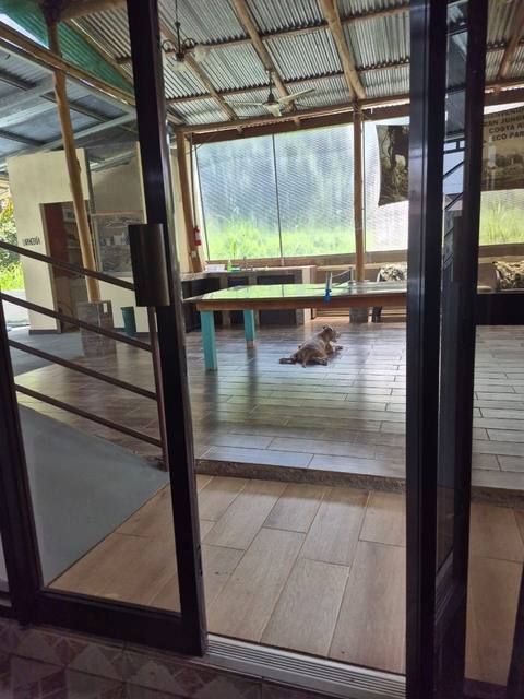 Área social techada junto al rancho, con mesa de ping-pong y el perro de la casa descansando en el piso