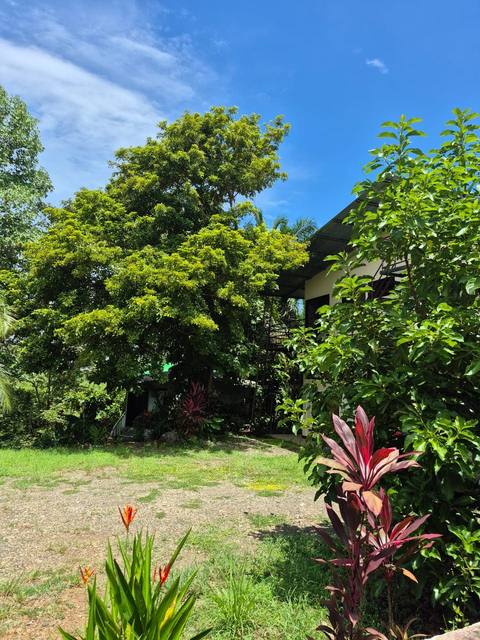 Jardín de entrada con árbol de mango y heliconias frente a la casa